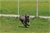 ipo3 FURFANTE RIPRODUTTORE SELEZIONATO ENCI - Triola Cane Corso
